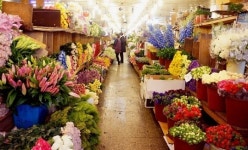[서울이야기]  꽃구경, 도심에서 즐긴다…남대문·양재동 꽃시장