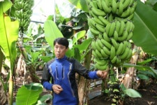 [르포] 멸종위기 국산 바나나 농장 명맥(命脈) 잇는 형제