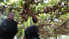 [르포] 키위강국 뉴질랜드 비결은? 기업형조합 배워라