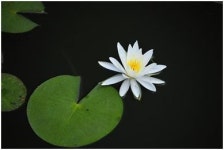 [풀꽃나무이야기] 경복궁의 여름 식물들