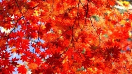 올 첫 단풍 평년보다 4일 늦게 찾아온다