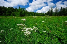 [이동혁의 풀꽃나무이야기] 고산 식물의 보고, 백두산(2)