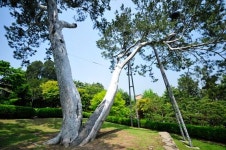 [이동혁의 풀꽃나무이야기] 역사의 굵직한 사건을 지켜 본 헌법재판소 백송