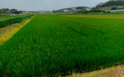 [경매사냥] 주말농장 가능한 수도권 1000㎡미만 농지…경기 성남시 분당구 운중동 논 625㎡ 1회 유찰 3억187만원