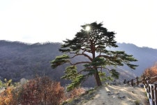 [이동혁의 풀꽃나무이야기] 천황사 전나무와 지리산 천년송... 고목 찾을 땐 최근 정보 미리 확인해야