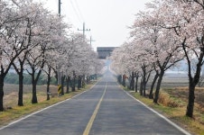 [이동혁의 풀꽃나무이야기] 갑자기 더워진 봄... 이 봄 다가기 전에 꽃놀이 한번 다녀오시길