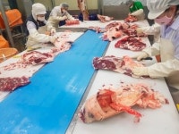 [미래농업]⑩ 한우 등심을 돼지 삼겹살 가격에