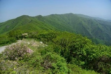 [이동혁의 풀꽃나무이야기] 진짜 철쭉으로 하는 철쭉제는 소백산 철쭉제가 유일