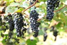 [한국술 기행] “머루 항암효과, 포도보다 10배 많아요.