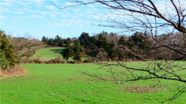 상반기 제주도 토지 거래는 줄었지만 가격은 올라
