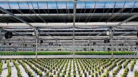 카카오, 스마트팜으로 국내 자생식물의 자원화 지원