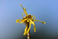 [이동혁의 풀꽃나무이야기] 국립수목원 복수초⋅풍년화가 봄소식 전합니다