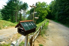 [이동혁의 풀꽃나무이야기] 솔잎혹파리 피해 복구의 좋은 사례, 원대리 자작나무 숲