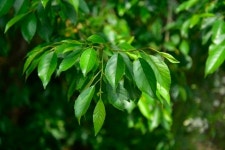 [이동혁의 풀꽃나무이야기] 특징없는 것이 특징인 오리나무 알아보기