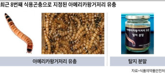 새로운 단백질원으로 주목받는 곤충
