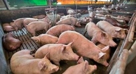 ‘우리 농장에서 키울 수 있는 적정 가축 수는’... 가축 사육면적 계산 서비스 나와