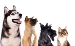 동물병원 치료비 바가지 사라지나... 진료비 사전고지 등 수의사법 개정