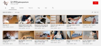 “굶기고 배설물 학대”... 동물단체, 유튜버 ‘갑수목장’ 고발