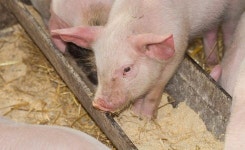 팜스코, +2.92% 52주 신고가