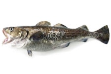 지리냐 매운탕이냐, 아니 생떼탕인 듯…내곡동 생태탕에 발목 잡힌 與