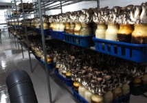 실패한 박원순의 아파트 도시농업… 5년 만에 절반 이상 폐쇄