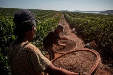 세계 최대 커피생산국 브라질 덮친 한파에 원두가격 ‘급등