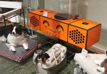 반려동물 다이어트에 전문 사진관까지… ‘펫팸족’ 공략하는 유통업계