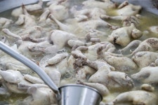 ‘삼계탕용 닭’ 가격·물량 담합... 하림·올품 등 7개사, 과징금 251억원