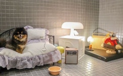 “반려인과 반려동물, 非반려인 모두 행복한 라이프스타일 만든다”