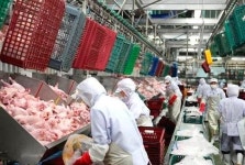 “치킨 육계도 담합”...올품 등 검찰에 고발한 공정위 ‘닭고기 전쟁’ 종지부