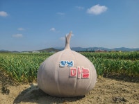 햄버거·유부초밥에 ‘감초’...전국 마늘 19% 생산 ‘경상남도 창녕군 창녕마늘’