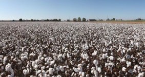 목화부터 면까지… 포스코인터, 우즈벡 ‘원면 클러스터’ 조성 속도
