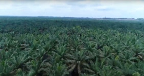 삼성물산, 인니 팜농장 벌금 부담 털었다