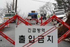 경기 포천 양동농장서 아프리카돼지열병 발생... 긴급 방역