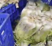 ‘불량 김치’ 논란 한성식품, 회생절차 개시… “심각한 유동성 부족”