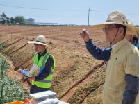 [르포] “하나하나 캐고 흙 털어 무게 측정”… 양파 가격 움직이는 ‘생산량 조사’ 가보니