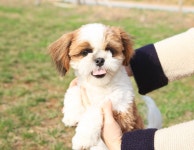 [新농수산잇템]⑩ 곤충·농산물 활용해 반려견 건강 챙긴 ‘펫푸드’… 수입 제품과 ‘정면승부’