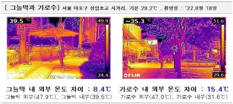 車 돌진 사고 막자… 서울시, 횡단보도 옆·교통섬에 ‘튼튼 가로수’