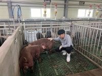 [농축산열전]⑥ 소 vs 돼지… ‘고기파’ 직장인 회식 메뉴 양대산맥
