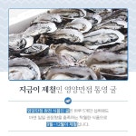 [주간 특산물] 카사노바도 매일 50개씩 먹었다… 정열의 해산물, ‘통영 굴’