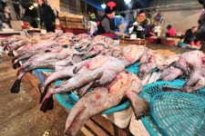 [주간 특산물] 버려지던 ‘물텀벙’의 화려한 외출... 귀한 몸 된 ‘마산 아귀’