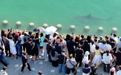 ‘부캉이’ 보러 3만명 몰렸다…부산 북항서 벌어진 상어 관람 열풍