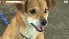 개가 갸우뚱거리는 이유, 알고나니 더 귀엽네