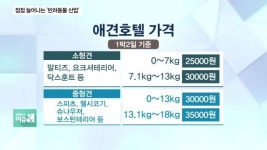“우리 개린이, 유치원가자”…요즘 반려동물의 일상 알아보개