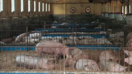 ‘돼지열병 방지’ 잔반 급여 양돈농장 일제단속