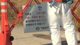 전남 무안 육용오리 농장서 고병원성 AI 확진