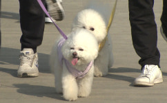 어린이날이 자식같은 반려동물 위한 개린이날·묘린이날…