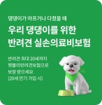 DB손보, 반려견 보험 피부질환·치과치료 보장 확대