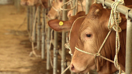 국내서 2년 만에 구제역…전남 영암 한우농가서 발생