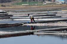 태평염전 3년전 일로 美 수출 차단 우려…강제노동 이미 개선